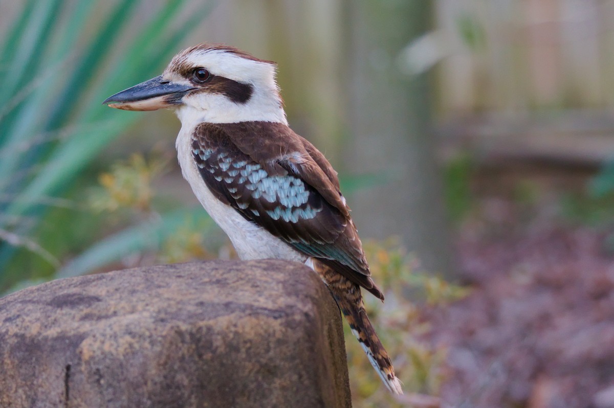 ワライカワセミ - ML646437119