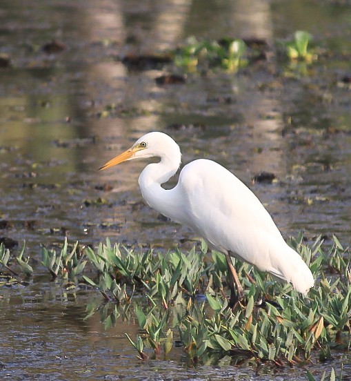 Airone bianco indiano - ML646437120