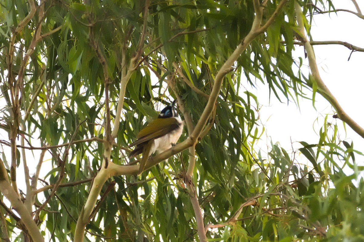 アオツラミツスイ - ML646437121