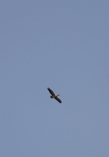 Spot-billed Pelican - ML646437122