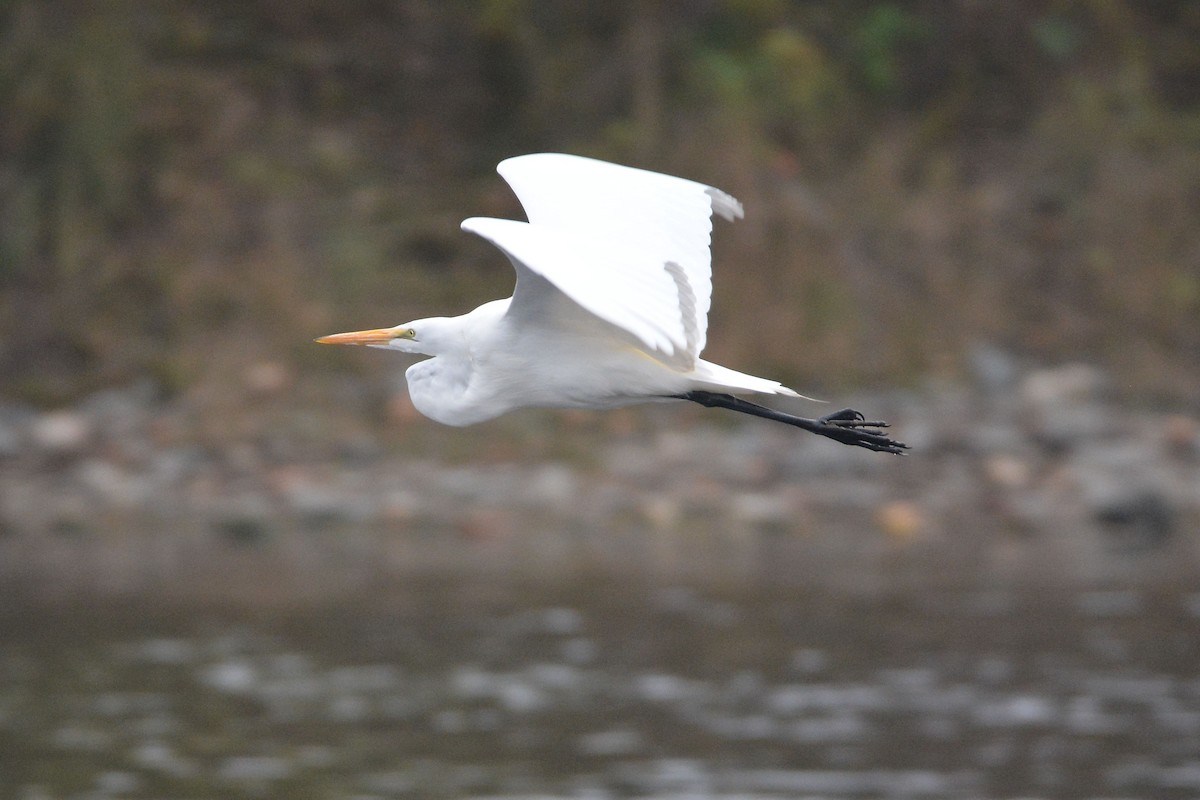Great Egret - ML646437123