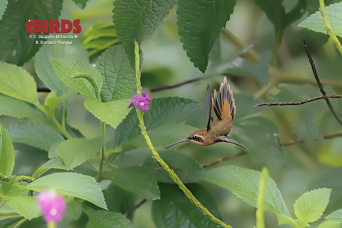 Stripe-throated Hermit - ML646437125