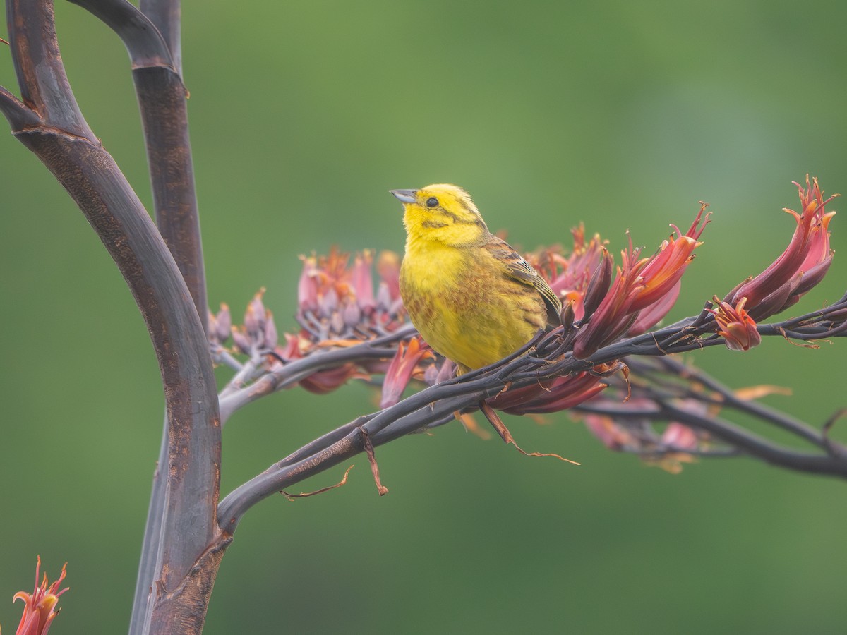 Yellowhammer - ML646437128