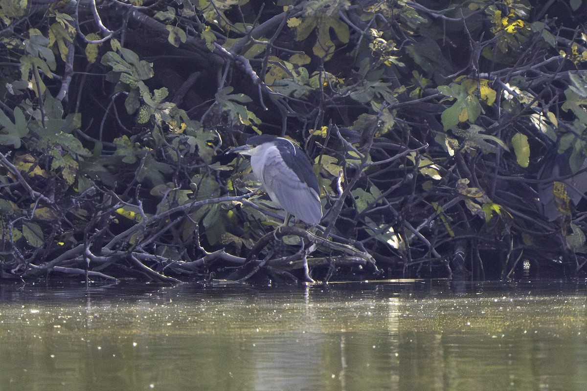 夜鷺 - ML646437130