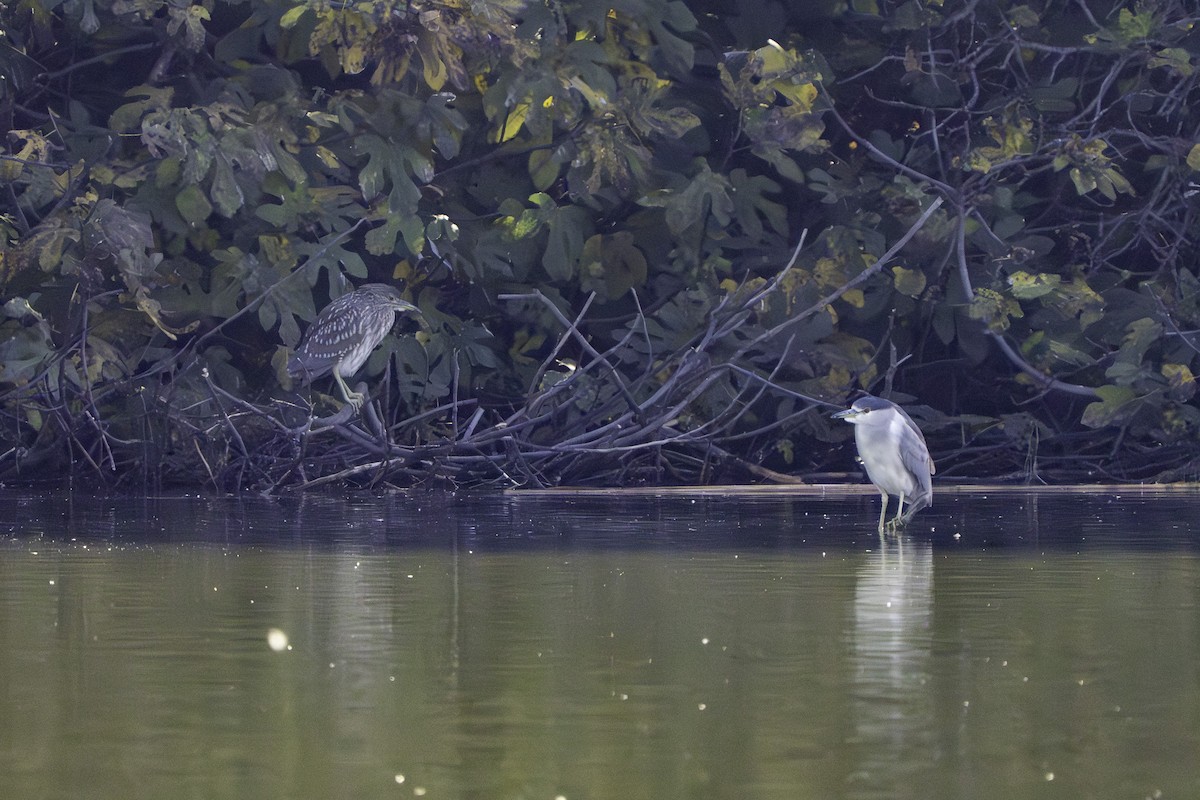 夜鷺 - ML646437131