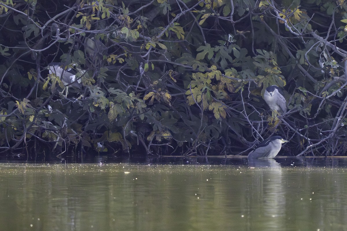 夜鷺 - ML646437132