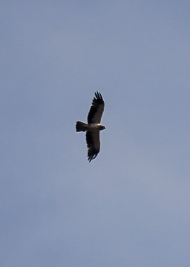 Aquila minore - ML646437135