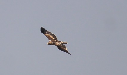 Aquila minore - ML646437136