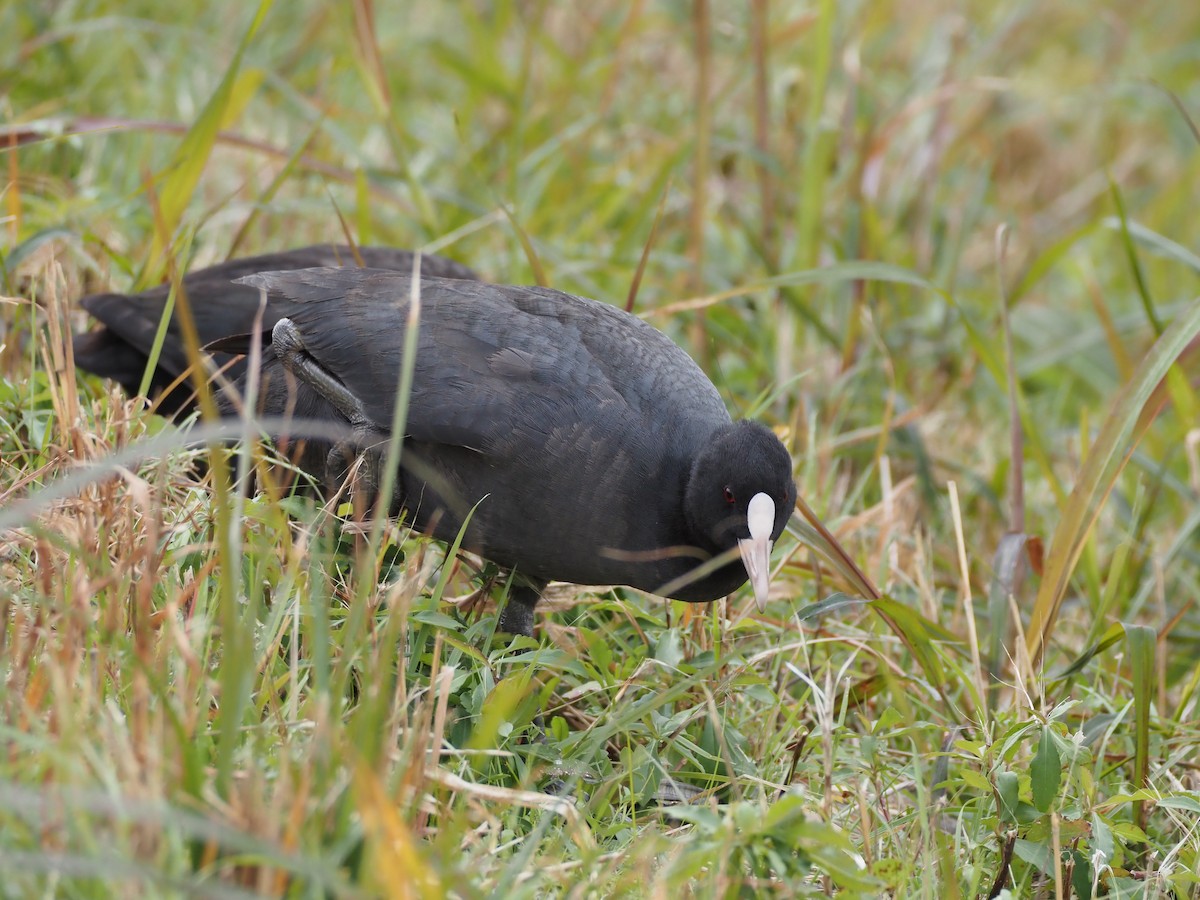 Blässhuhn - ML646437145