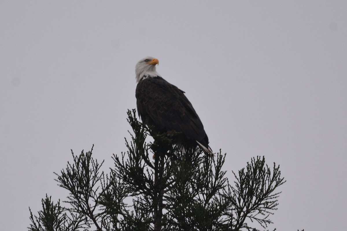 Pygargue à tête blanche - ML646437146