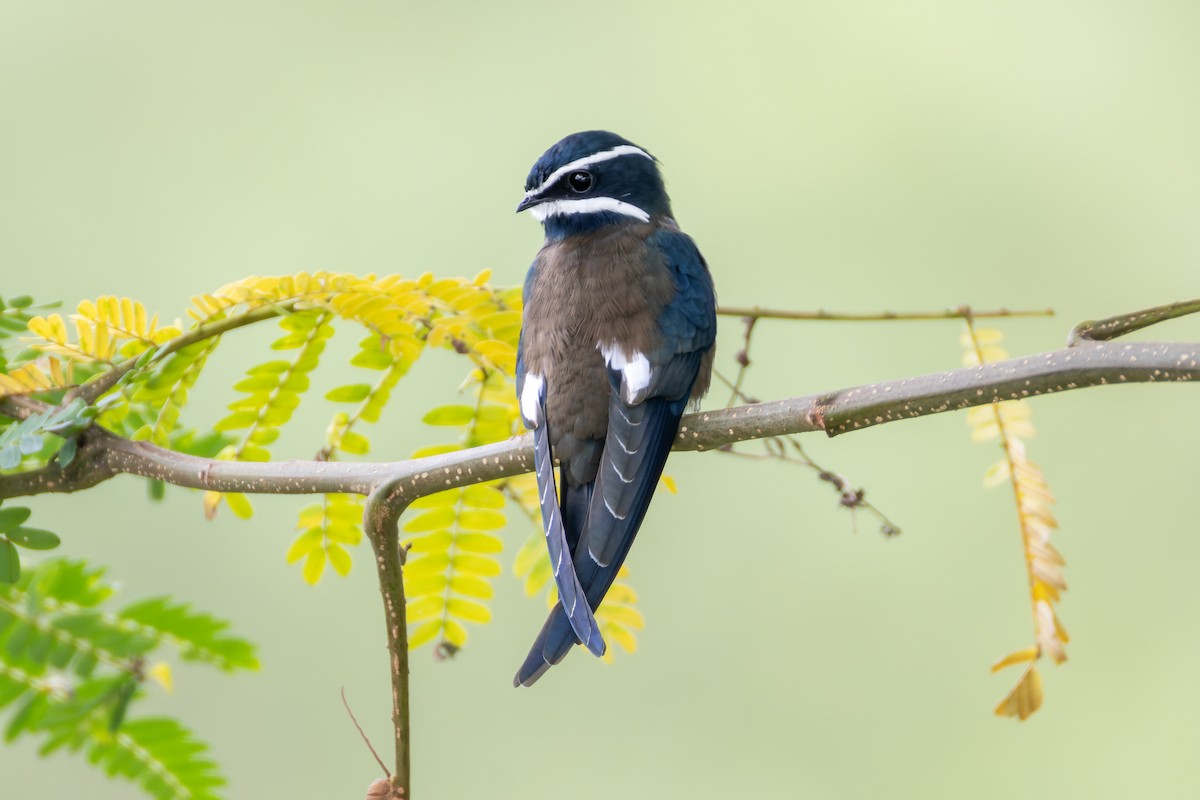 Whiskered Treeswift - ML646437147