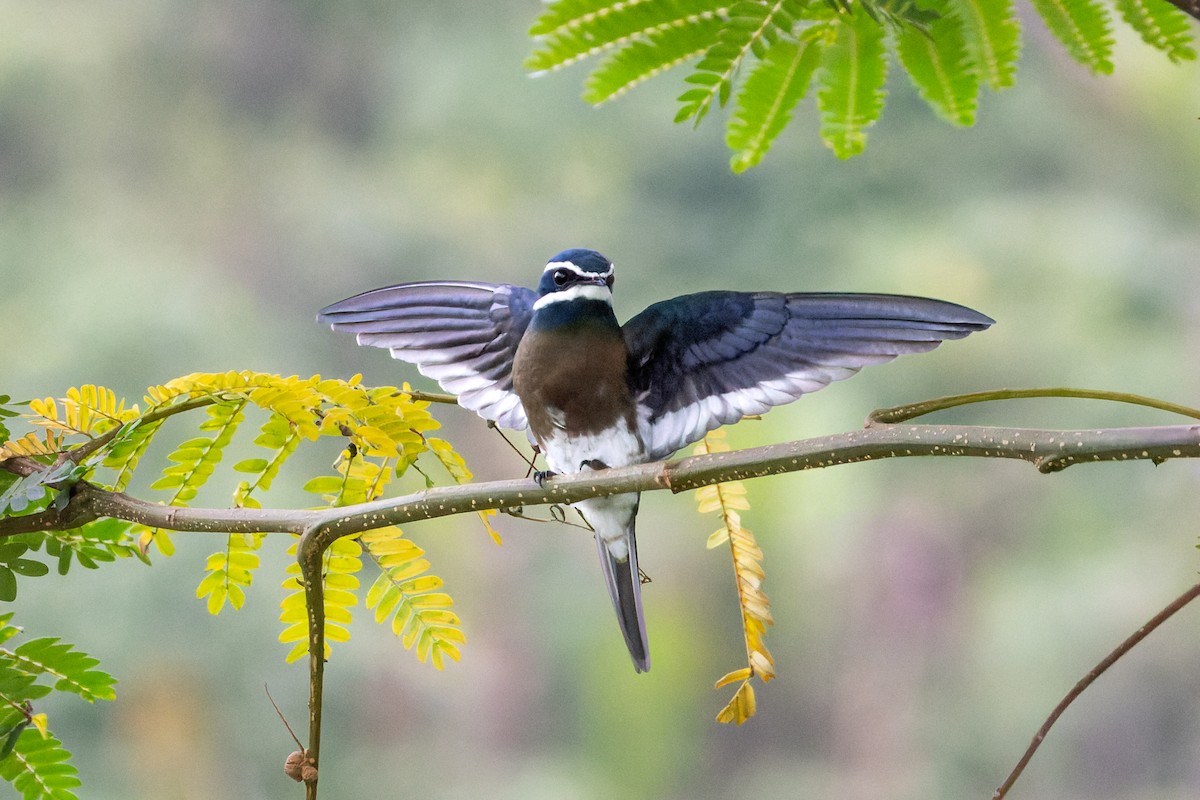 Whiskered Treeswift - ML646437148