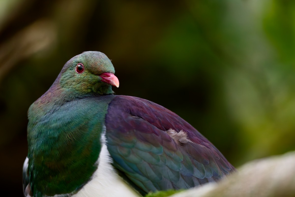 New Zealand Pigeon - ML646437149