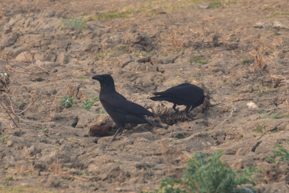 vrána tlustozobá - ML646437155