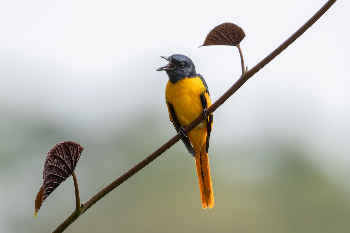 Scarlet Minivet (Philippine Yellow) - ML646437156