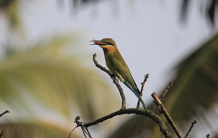 Blue-tailed Bee-eater - ML646437157
