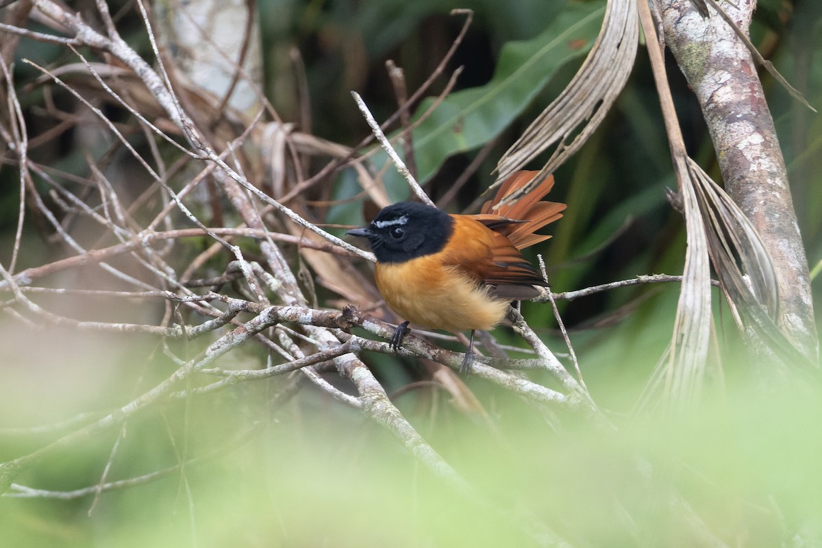 Black-and-cinnamon Fantail - ML646437158