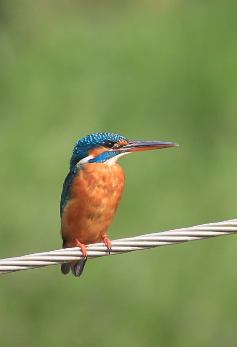 Martin pescatore - ML646437160