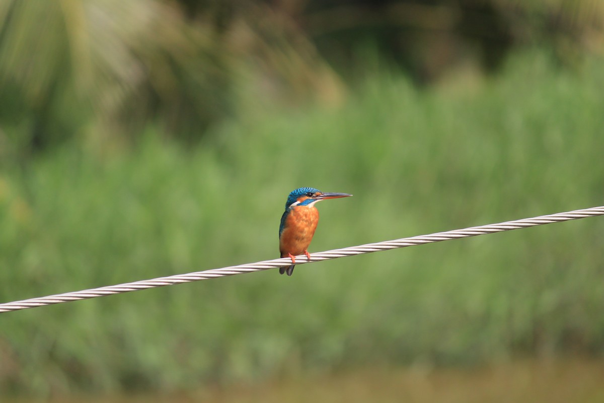 Martin pescatore - ML646437161