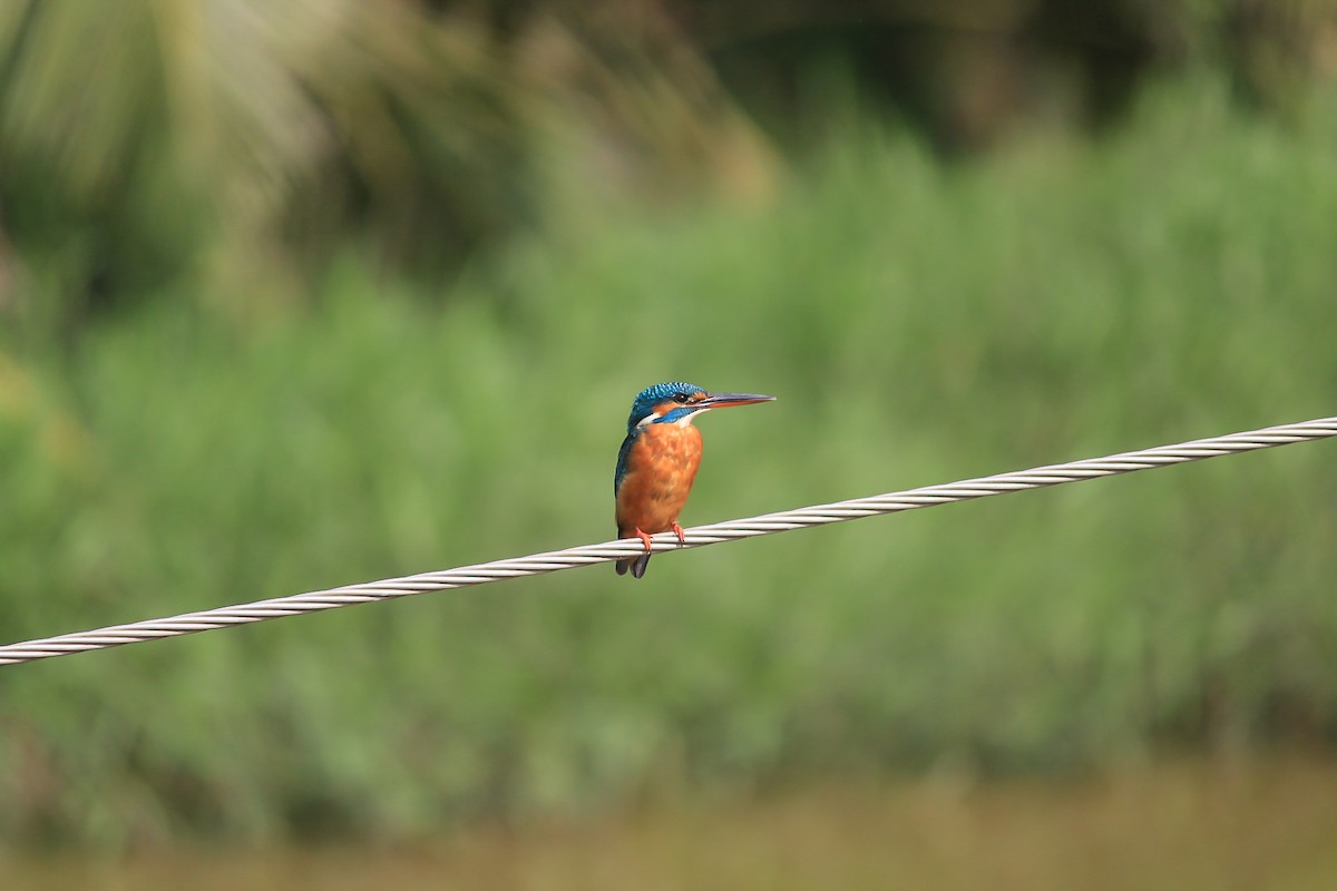 Martin pescatore - ML646437162