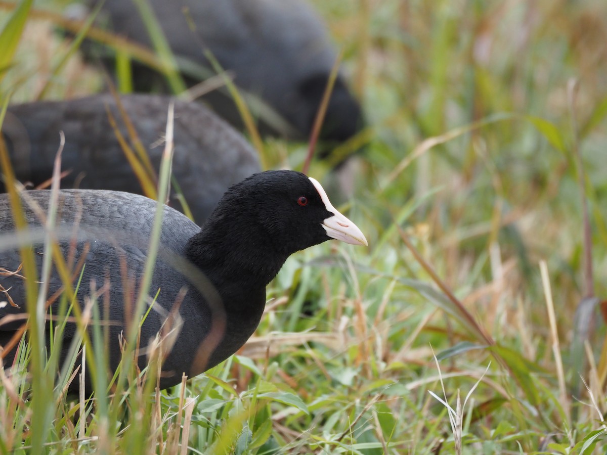 Blässhuhn - ML646437163