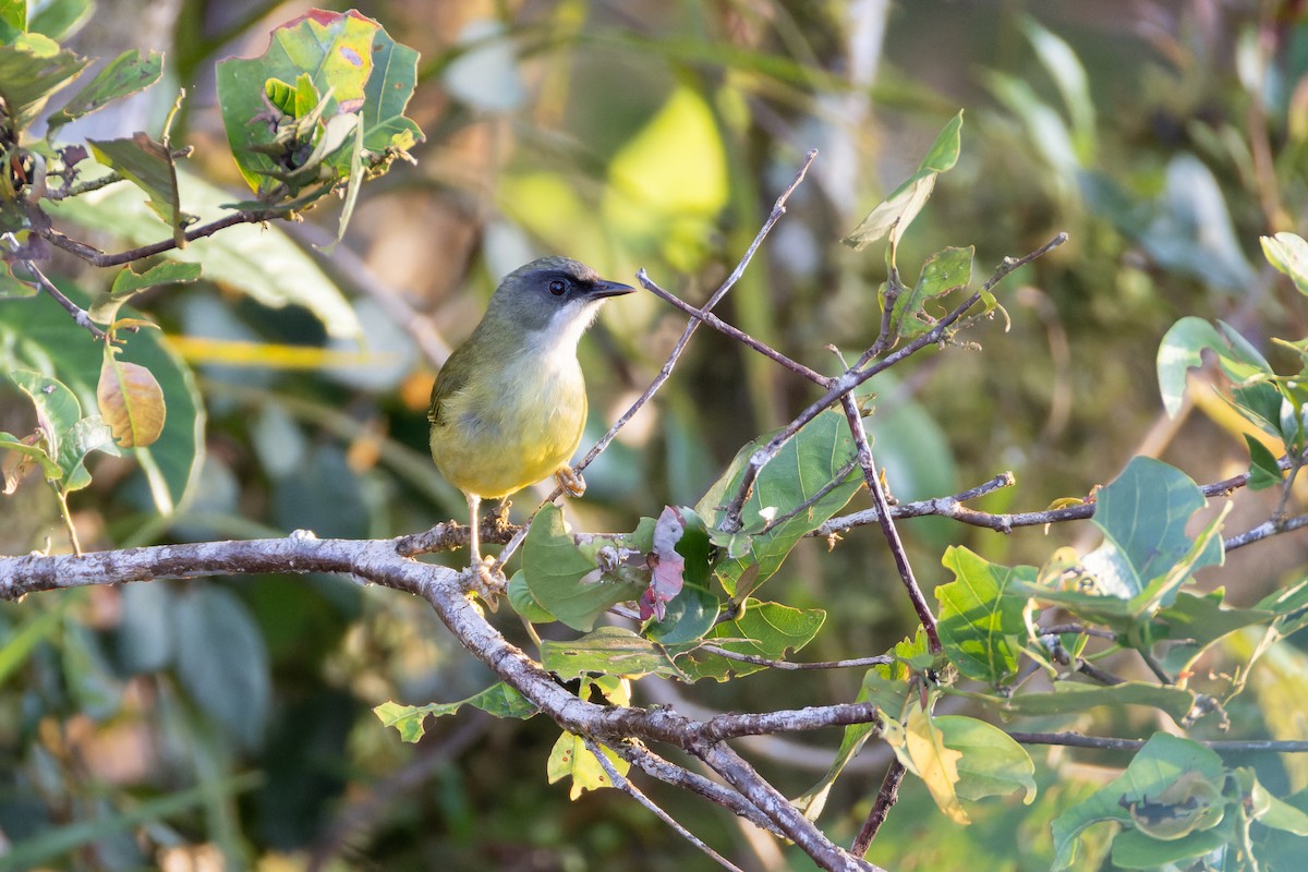 Филиппинская элейя - ML646437164