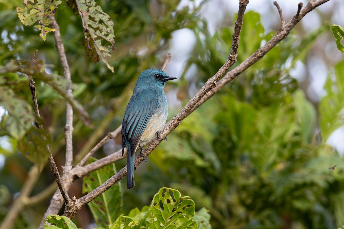 Лазурная мухоловка - ML646437165