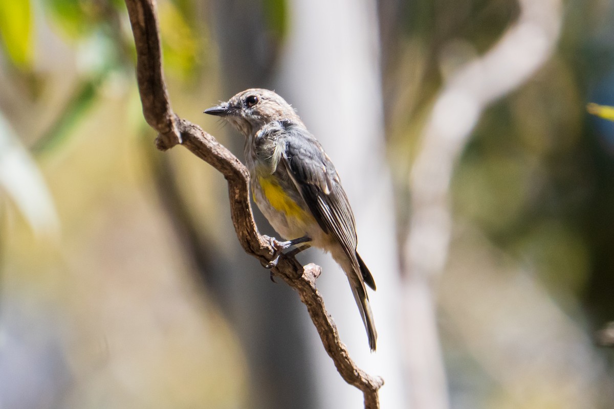 Western Yellow Robin - ML646437166