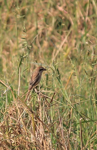 Averla bruna - ML646437167