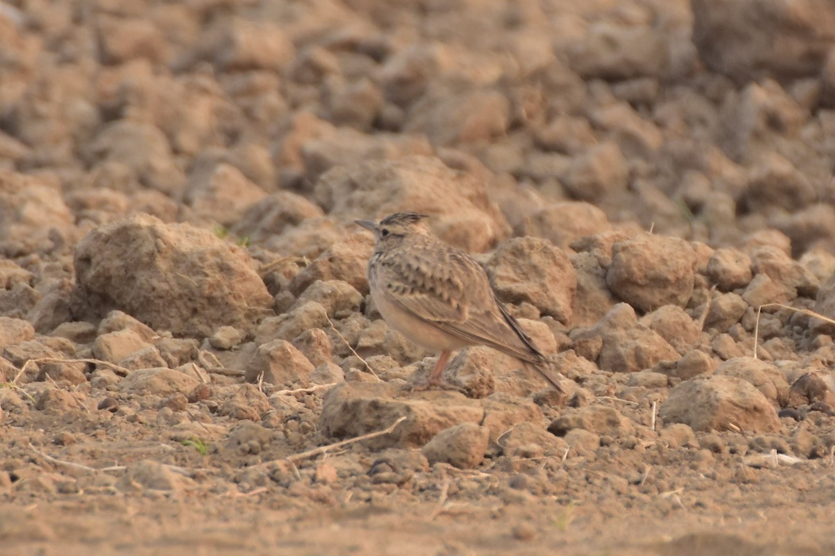chocholouš obecný - ML646437168