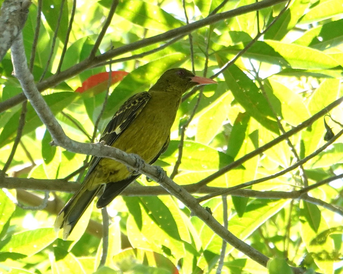 Green Oriole - ML646437169