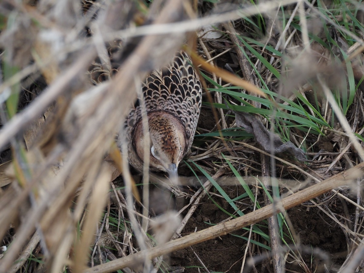 Green Pheasant - ML646437170