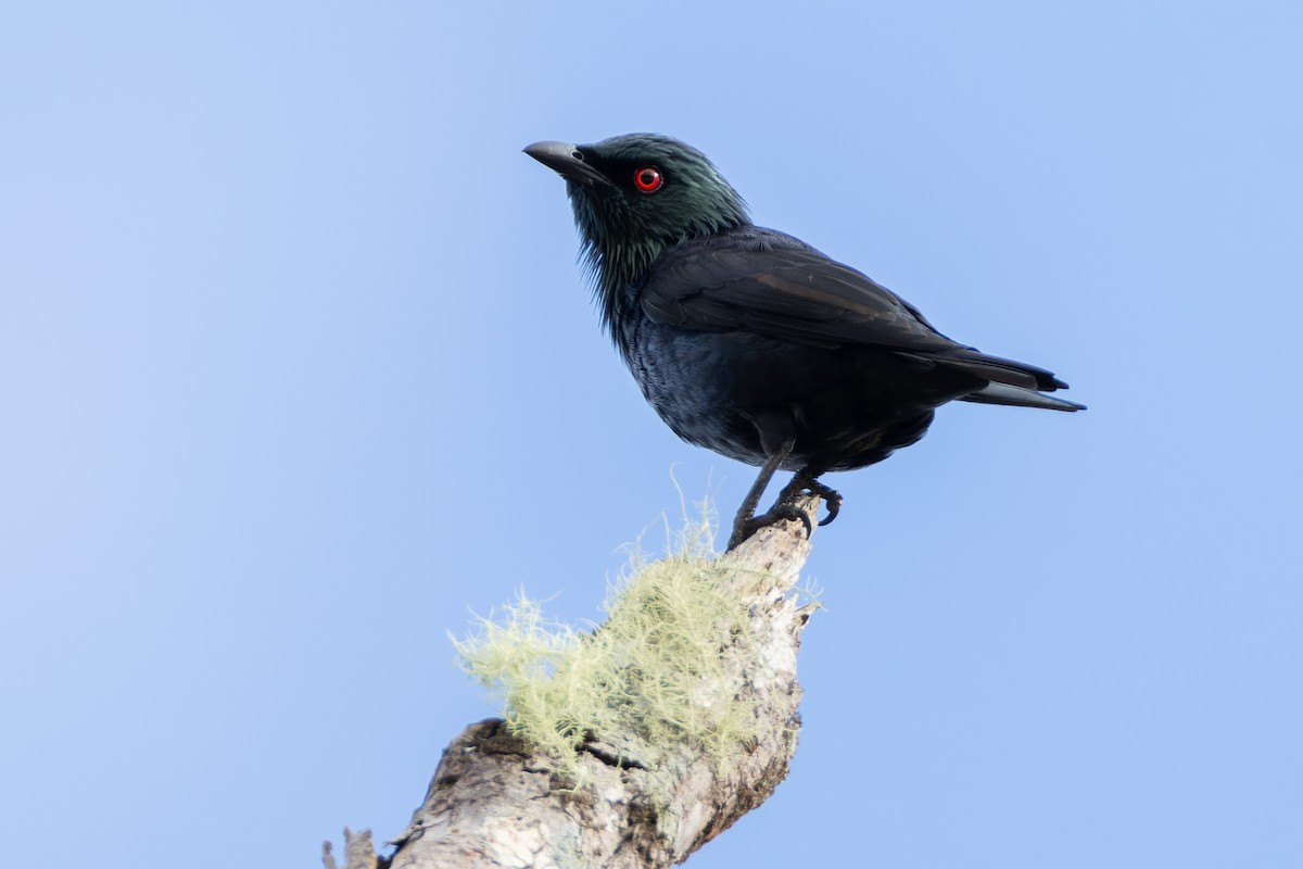 Зондский скворец - ML646437171