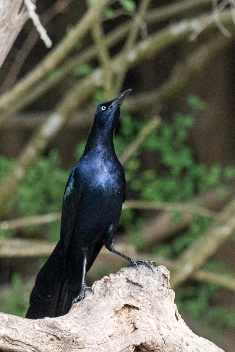 Long-billed Thrasher - ML646437172