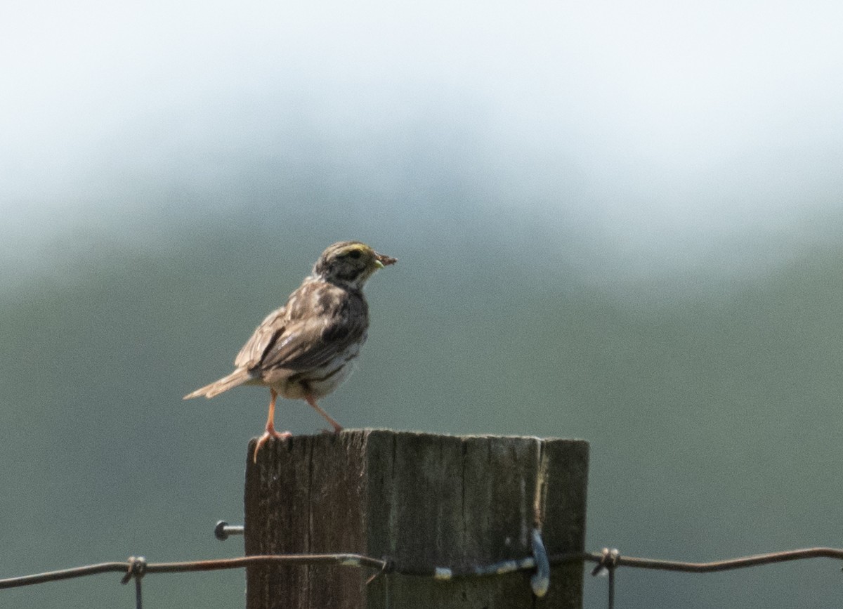 Саванная овсянка - ML646437173