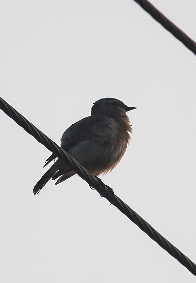 Siberian Stonechat (Siberian) - ML646437175