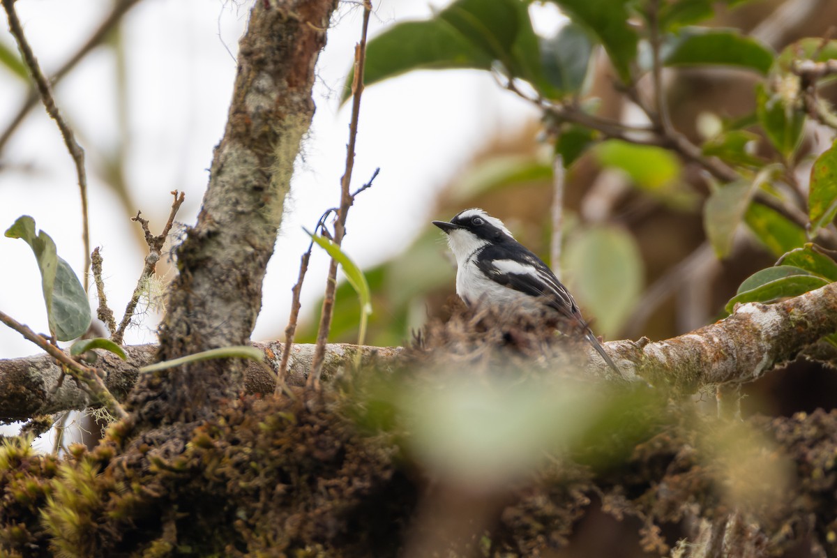 Сорочья мухоловка - ML646437178