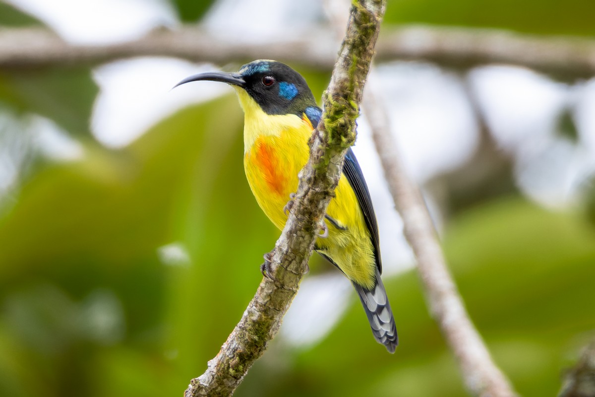 Острохвостая нектарница - ML646437180