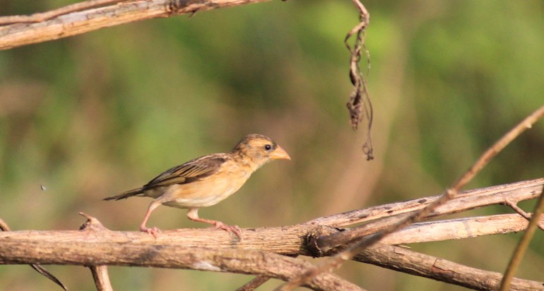 Baya Weaver - ML646437181
