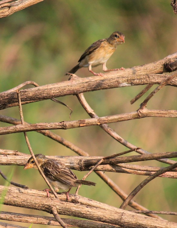 Baya Weaver - ML646437182