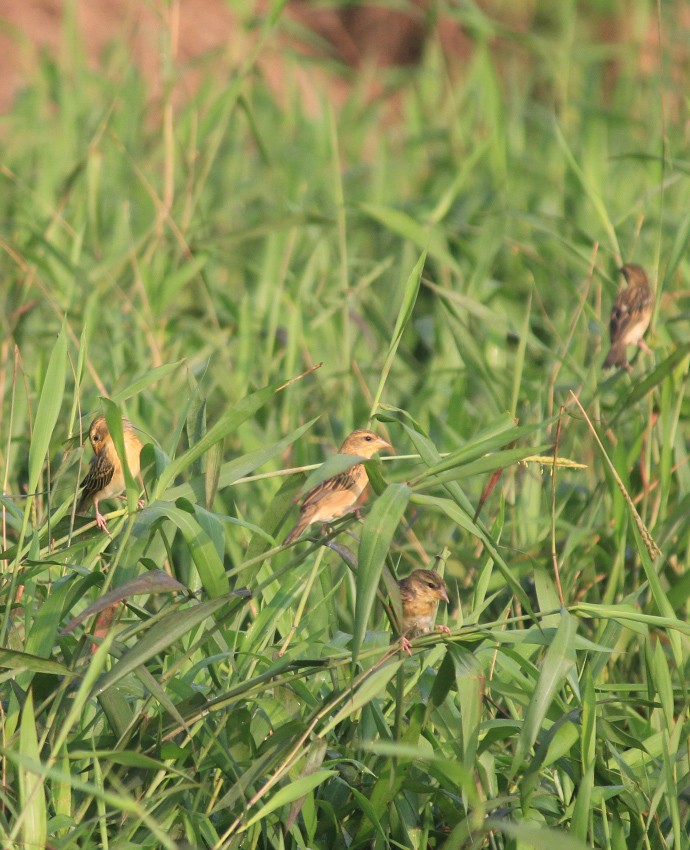 Baya Weaver - ML646437183