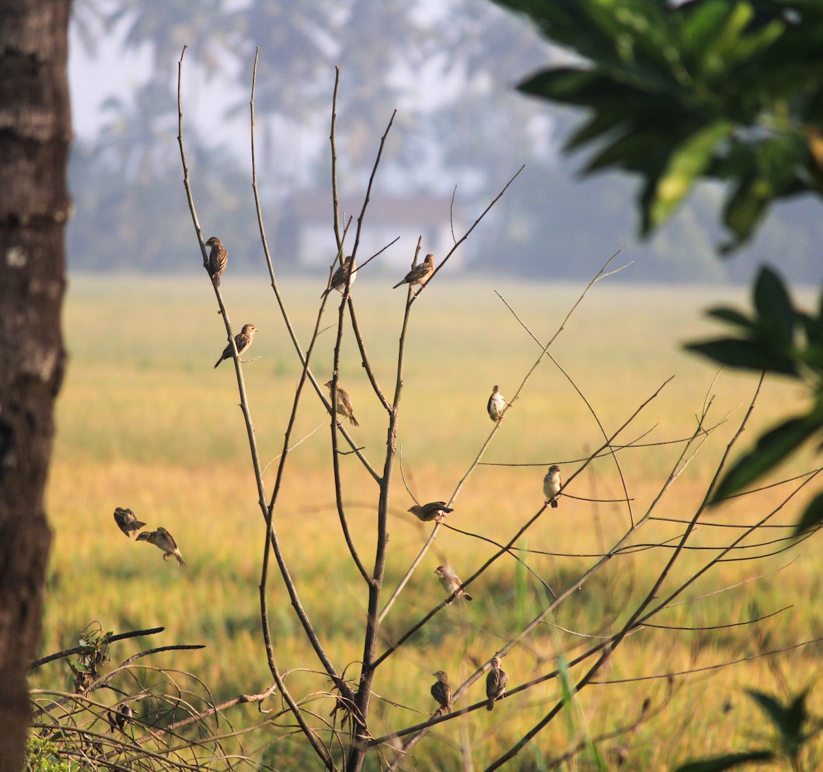 Baya Weaver - ML646437184