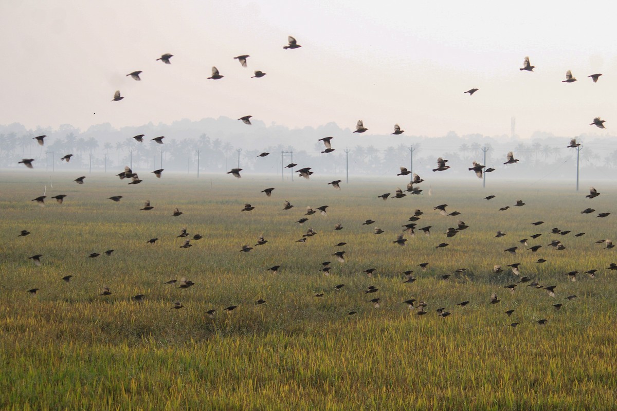 Baya Weaver - ML646437185