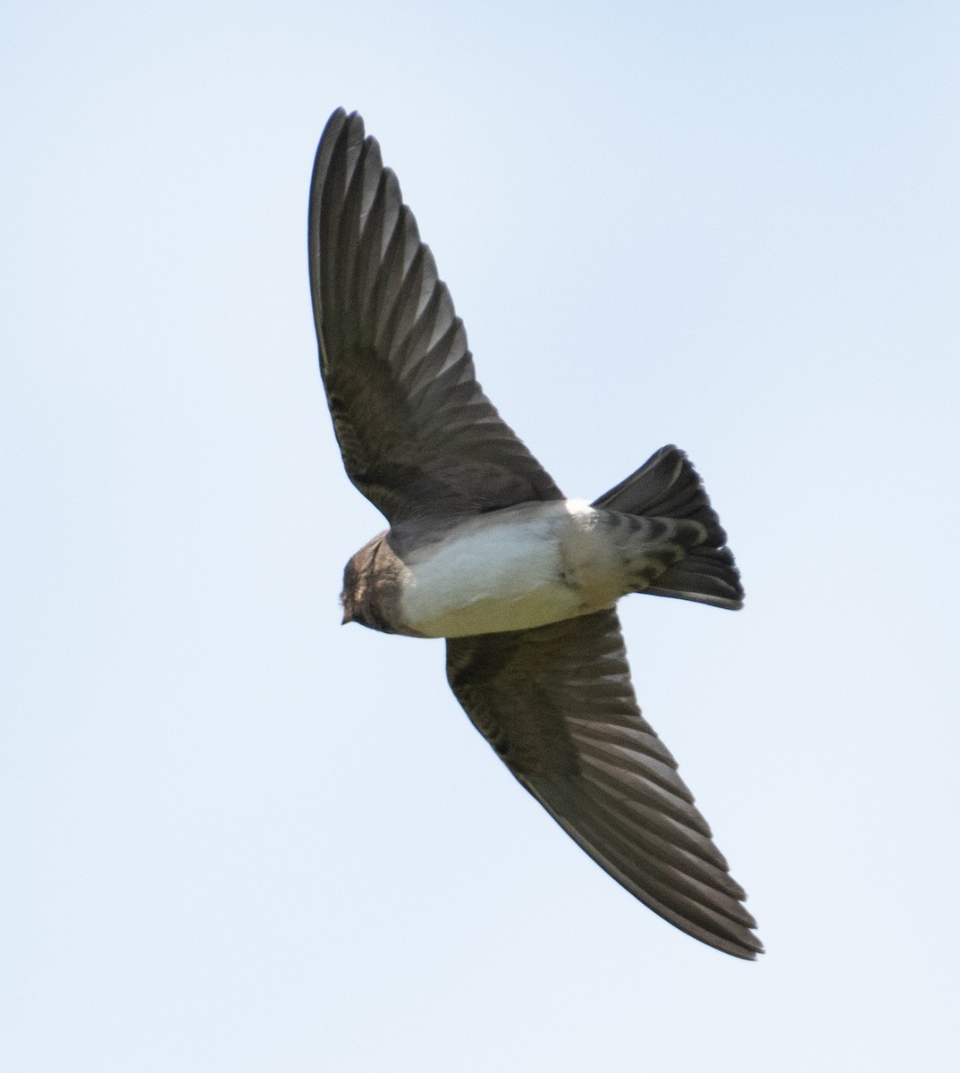 Белолобая ласточка - ML646437186