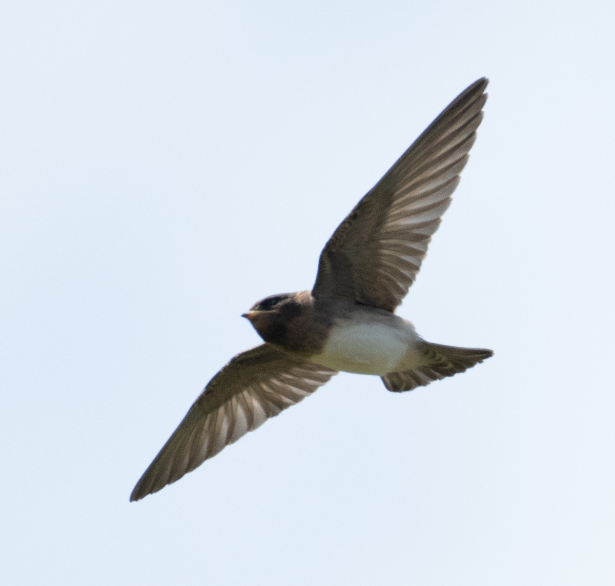 Белолобая ласточка - ML646437187