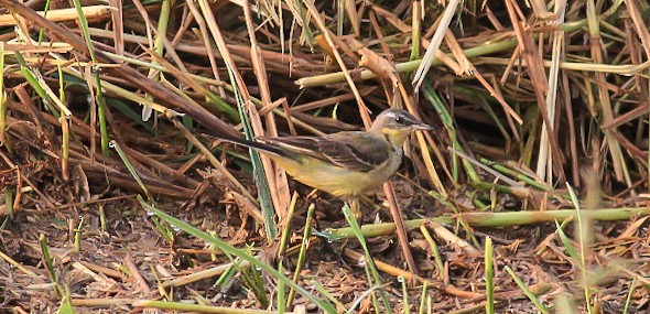 Cutrettola - ML646437191