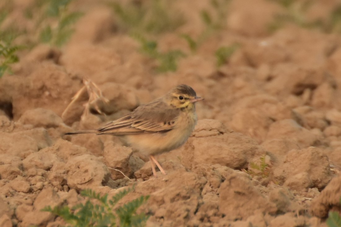 Полевой конёк - ML646437192