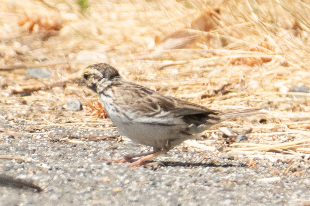 Саванная овсянка - ML646437193