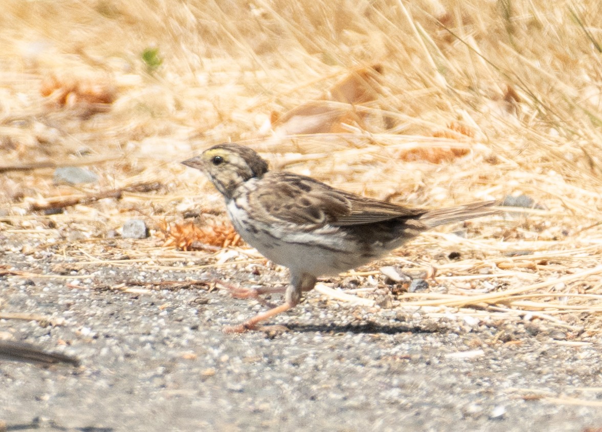 Саванная овсянка - ML646437194
