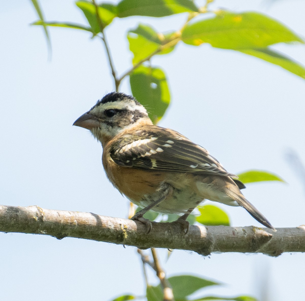 Черноголовый толстонос - ML646437195